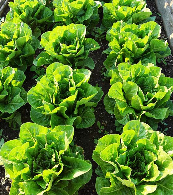 cauliflower-plant