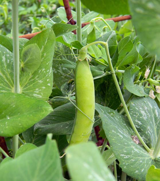 frenchbean-plant-farm